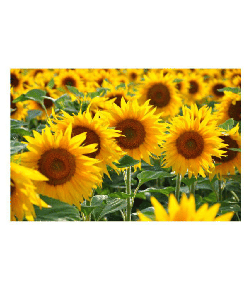     			INNATE Organics Sunflower High Germinated Seeds