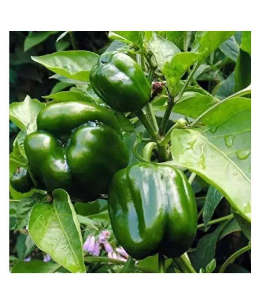 Joycity Capsicum Organic Vegetable Seeds (50 Seeds)