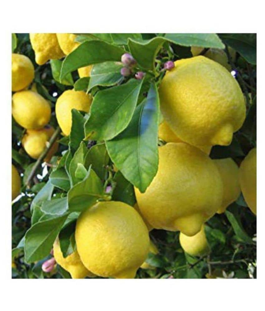 INNATE Lemon fruit vegetable seeds