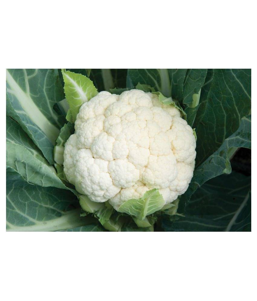 Saraswati Traders Vegetable Seeds High Yield Hybrid" Cauliflower Seeds" Vegetable Seeds *50 Saraswati Traders Vegetable Seeds High Yield Hybrid" Cauliflower Seeds" Vegetable Seeds *50