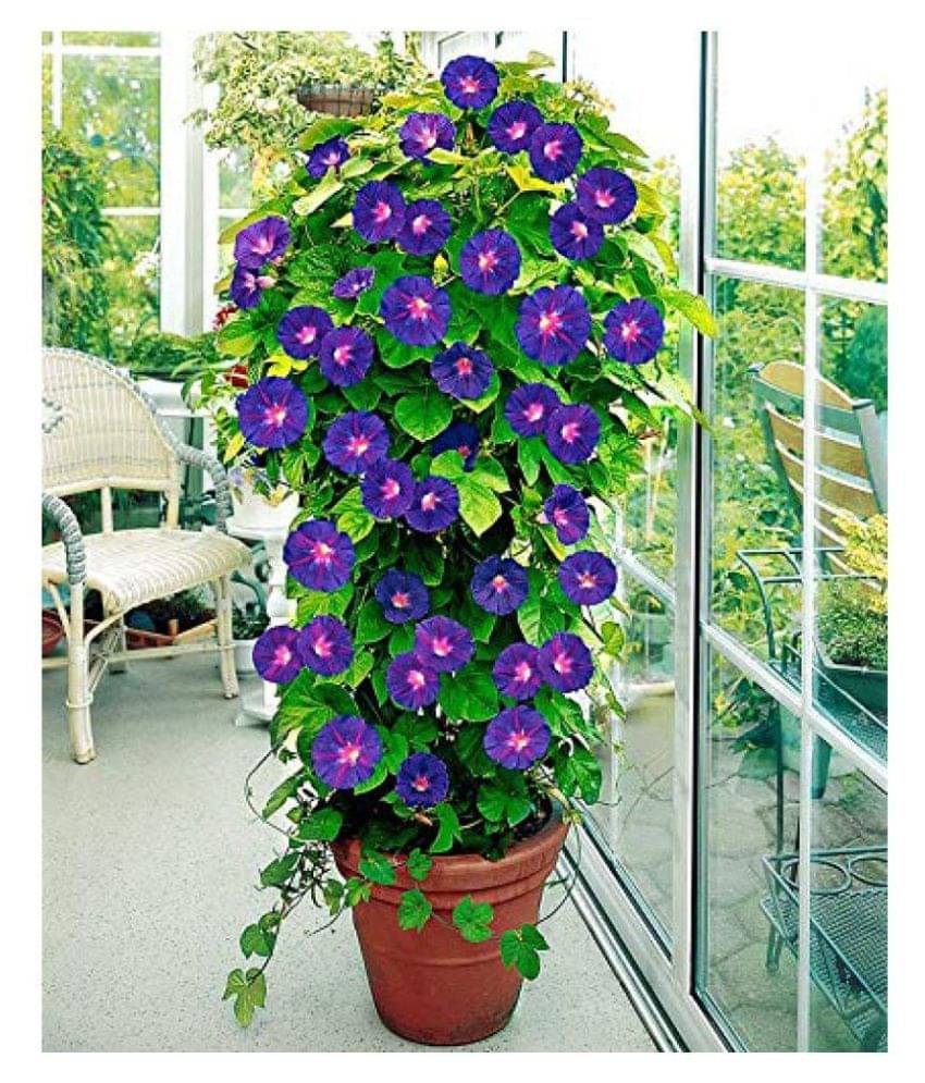     			CLASSIC GREEN EARTH Iphomia F1 mix flower seeds Pack of 20 with growing cocopeat