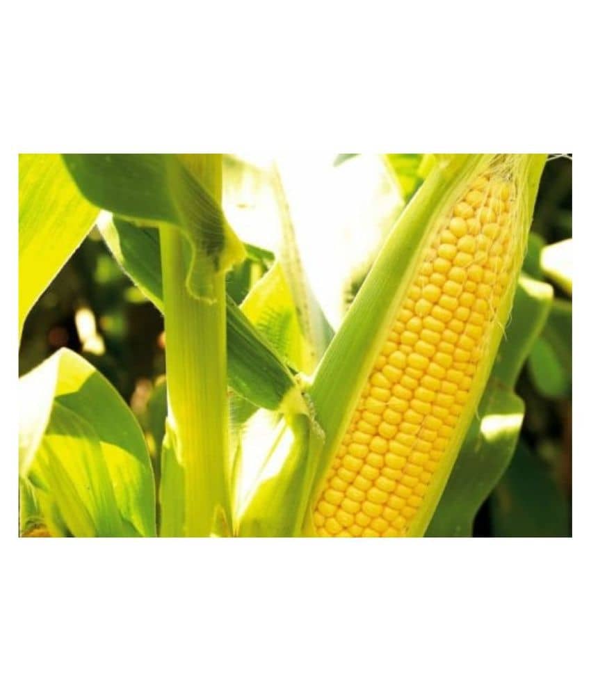Joycity Organic Sweet Corn Seeds (150+ seeds)