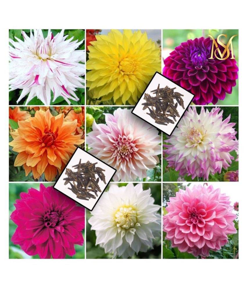     			MS Dalhia Seed / Dahlia Hybrids Mixed Color - Dahlia Flower Seeds