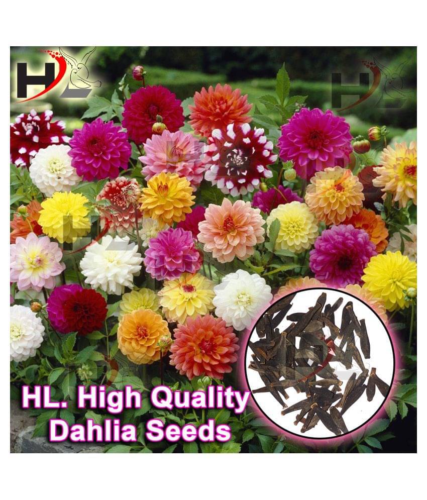 HL. Dahlia Hybrids Mixed Color - Dahlia Flower Seeds HL. Dahlia Hybrids Mixed Color - Dahlia Flower Seeds