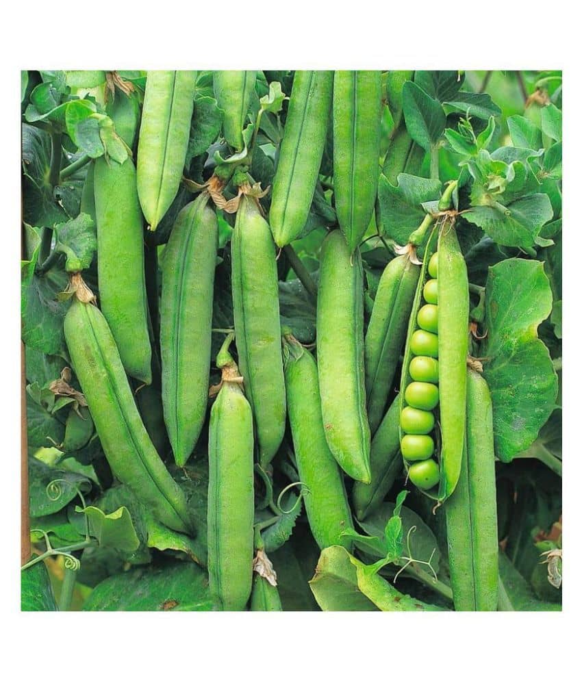 Joycity Peas Organic Vegetable Seeds- 100+ Seeds