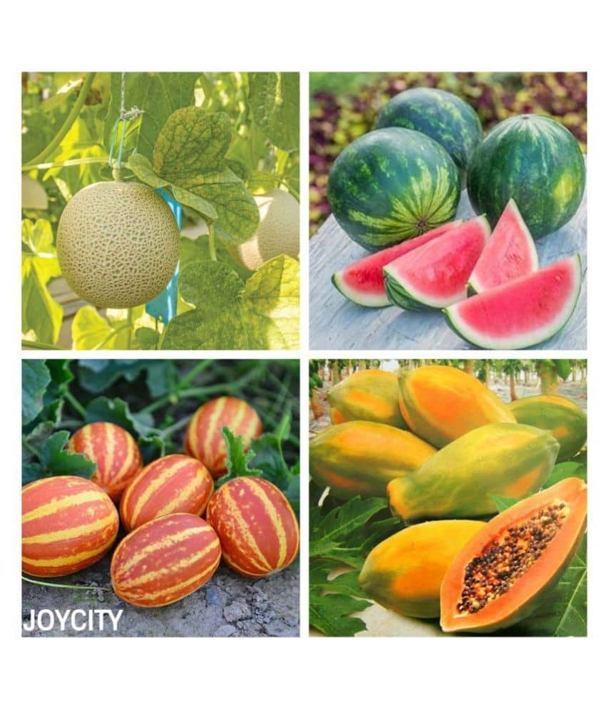Joycity Summer Fruit Seeds Combo- Pack Of Four Fruits- Hallmark Of Indian Summers, 200+ Seeds