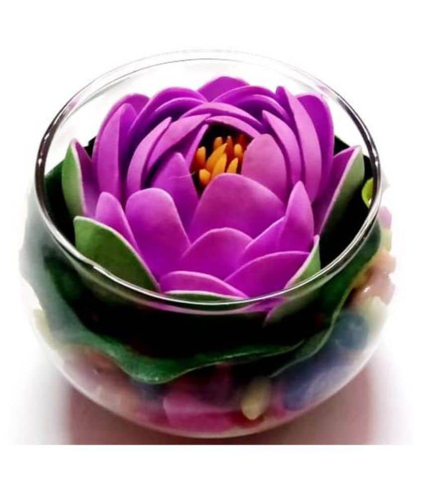 Green plant indoor Lotus Multicolour Flowers With Pot - Pack of 1