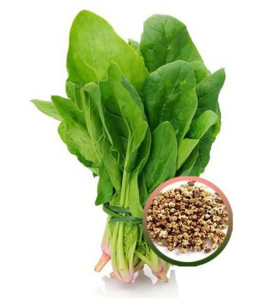 Joycity Palak- (All Green) Spinach Organic Vegetable Seeds (500 Seeds+ per packet) Joycity Palak- (All Green) Spinach Organic Vegetable Seeds (500 Seeds+ per packet)