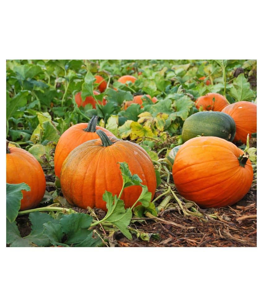 Joycity Organic Pumpkin Seeds (20+ Seeds)