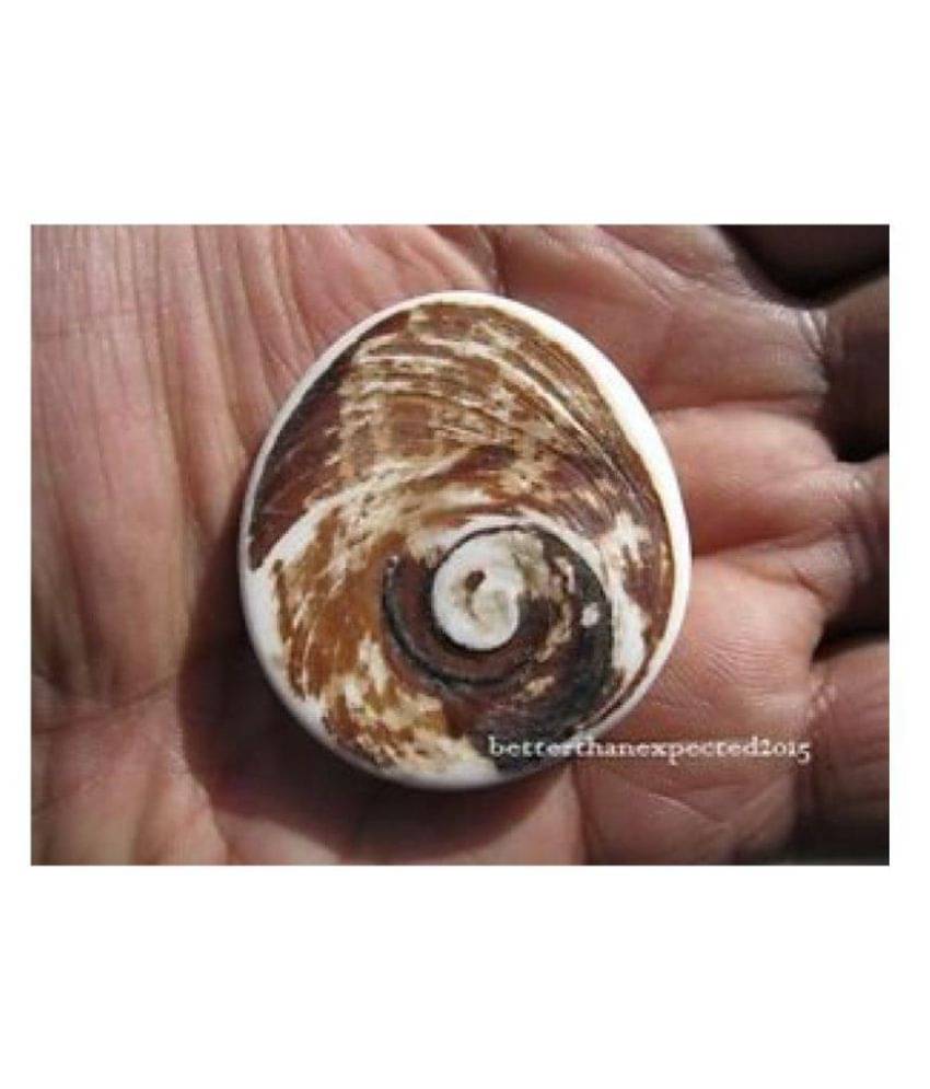 Padmavathi Enterprises - Porcelain Gomti Chakra (Pack of 1) Padmavathi Enterprises - Porcelain Gomti Chakra (Pack of 1)