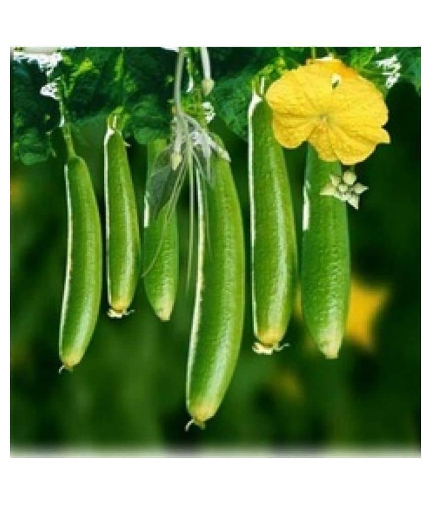 Joycity Sponge Gourd Organic Vegetable Seeds- 50+ Seeds