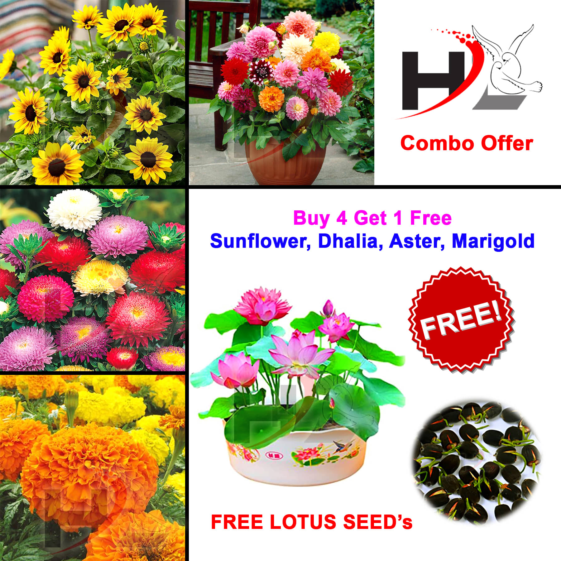 HL-COMBO-Sunflower, Dhalia, Aster, Marigold and FREE Lotus Seed's