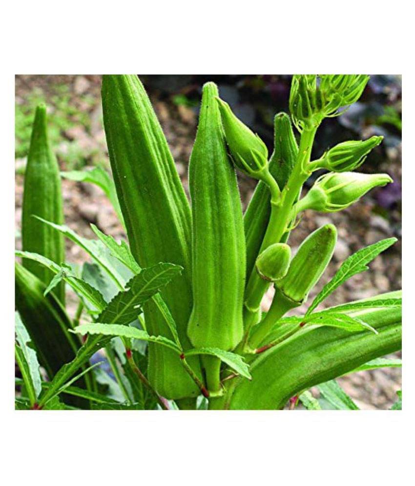 Joycity Okra/ Lady Finger Organic Vegetable Seeds (100 Seeds)     			Joycity Okra/ Lady Finger Organic Vegetable Seeds (100 Seeds)