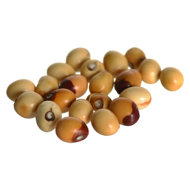 KESAR ZEMS Natural Shwet Gunja White Chirmi Beads Goonja Gurivinta Seeds, Set Of 11 Pieces For wealth and prosperity (4 x 2 x 1 CM)White.     			KESAR ZEMS Natural Shwet Gunja White Chirmi Beads Goonja Gurivinta Seeds, Set Of 11 Pieces For wealth and prosperity (4 x 2 x 1 CM)White.