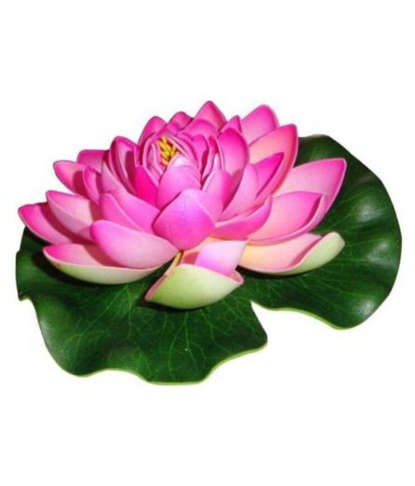 Green plant indoor Lotus Multicolour Floating Flowers - Pack of 1 Green plant indoor Lotus Multicolour Floating Flowers - Pack of 1