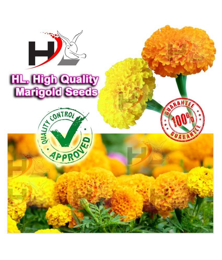 HL. High Quality MIX Marigold Seed 100% working HL. High Quality MIX Marigold Seed 100% working