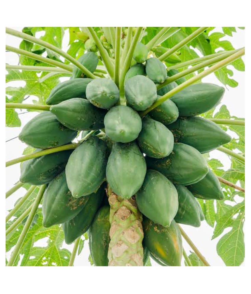 PAPAYA SEED - organic seeds - (50 per packet) + Instruction Manual