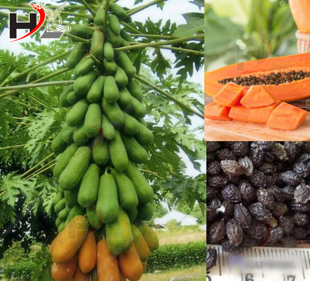 HL. Papaya Seeds 50pcs (Hybrid)