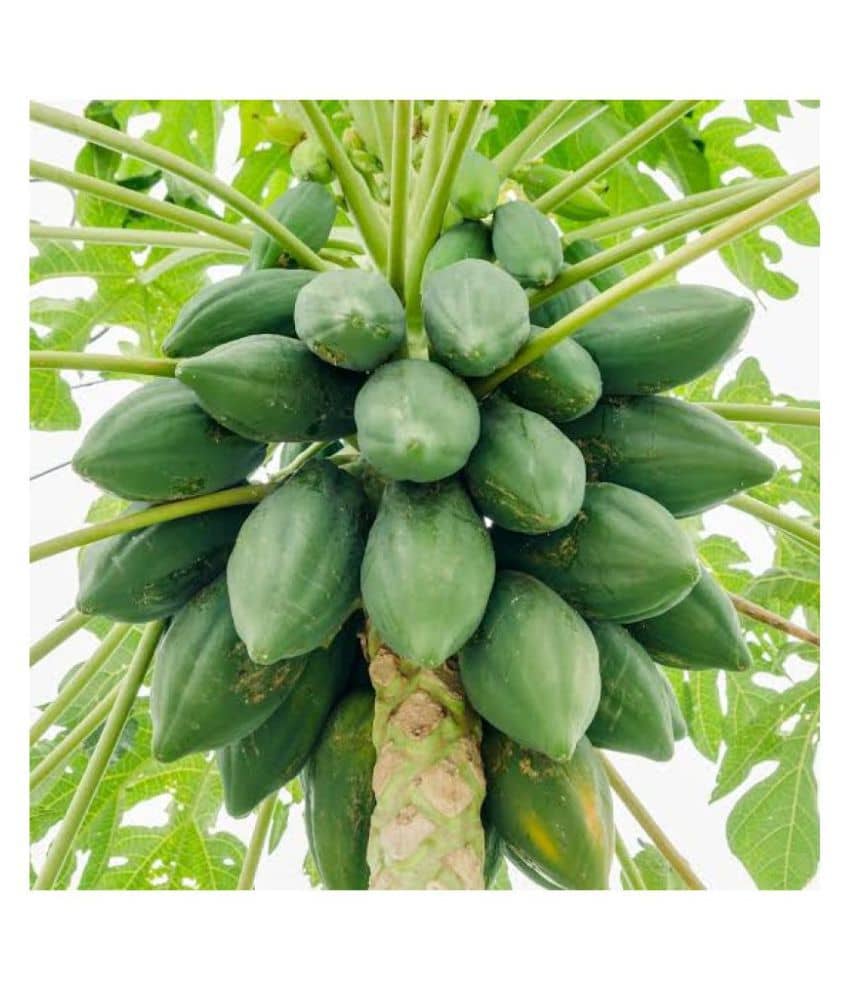 shivam organic seeds PAPAYA SEED - Honey Dew Papaya - organic seeds - (50 per packet)