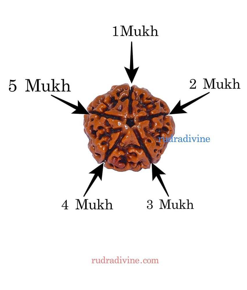     			RUDRA DIVINE Rudraksha Pack of 1