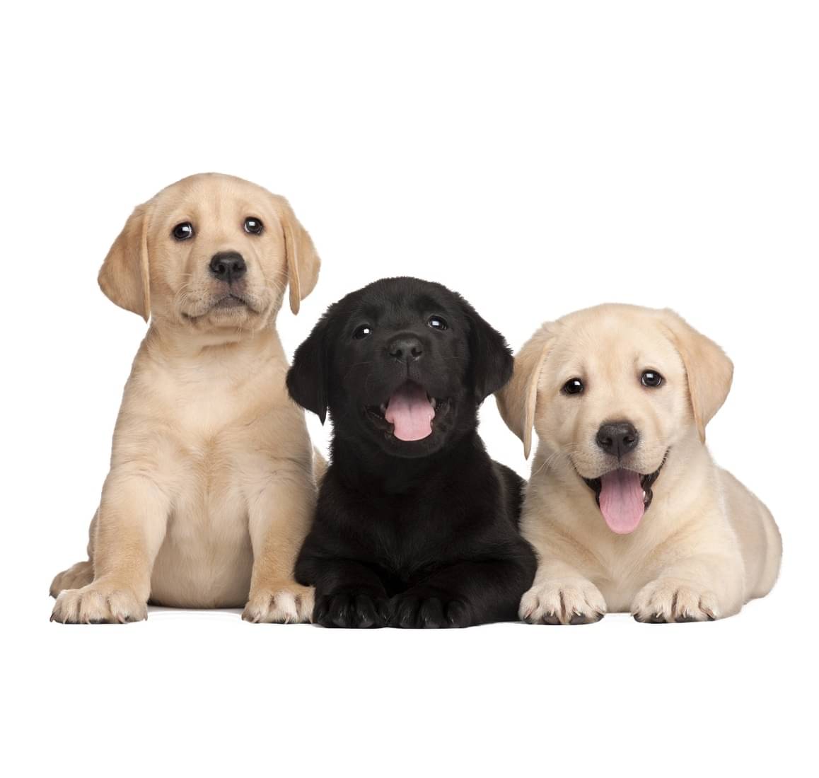 Wallzone Cute Puppy Sticker ( 70 x 40 cms ) Wallzone Cute Puppy Sticker ( 70 x 40 cms )