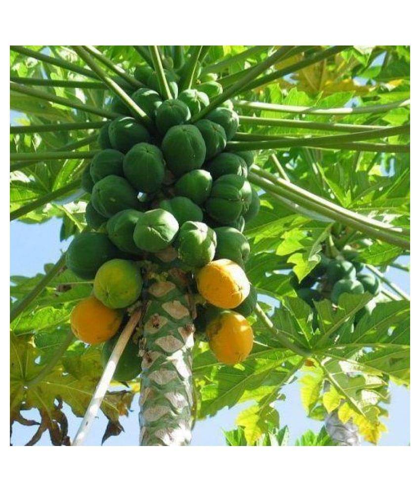 Dwarf Variety Huge Production Hybrid Seed-1 Pack Of 50 Seeds Dwarf Variety Huge Production Hybrid Seed-1 Pack Of 50 Seeds