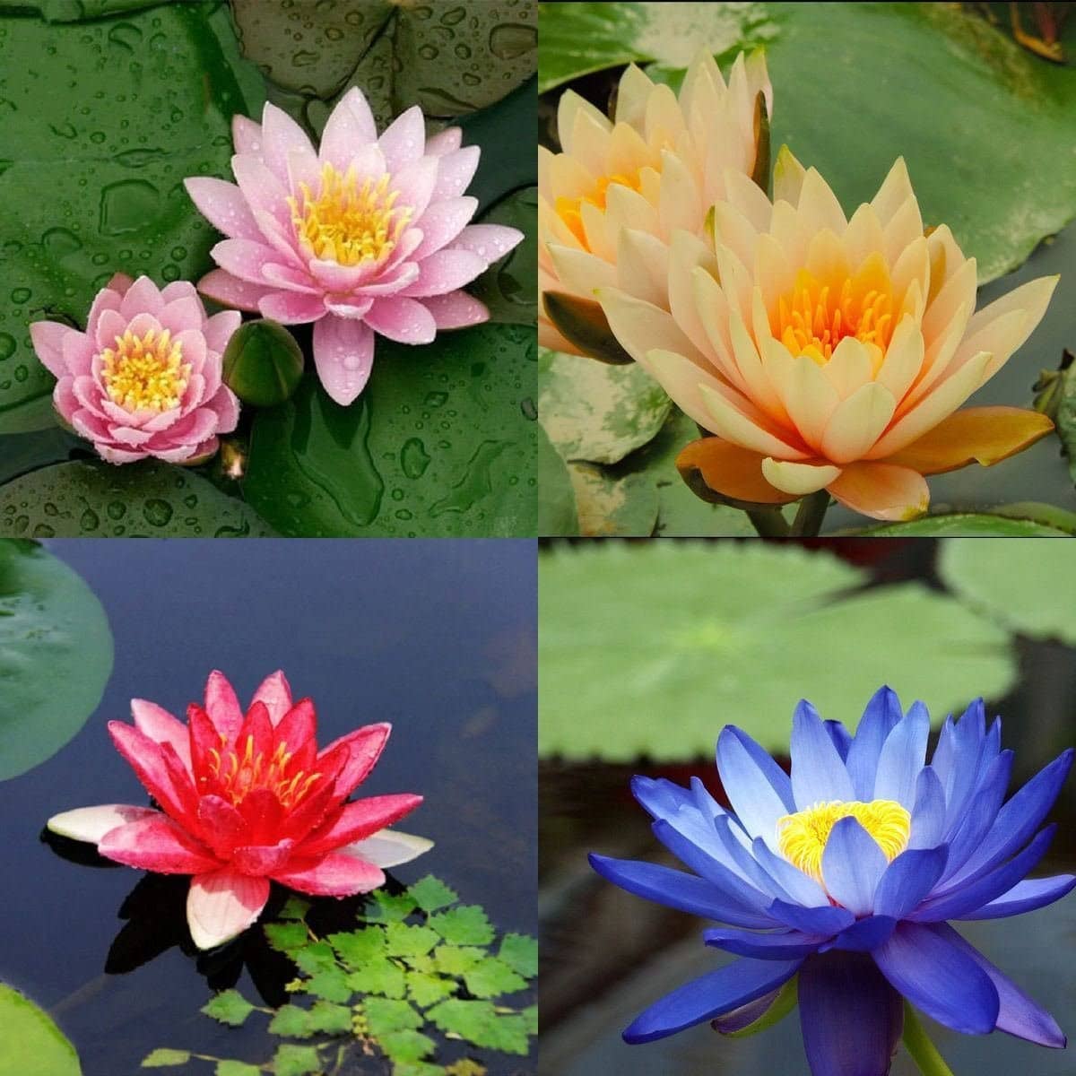 Lotus Seeds pink - Indoor For Home Garden - 15 Seeds + Instruction Manual - shivam organic seed