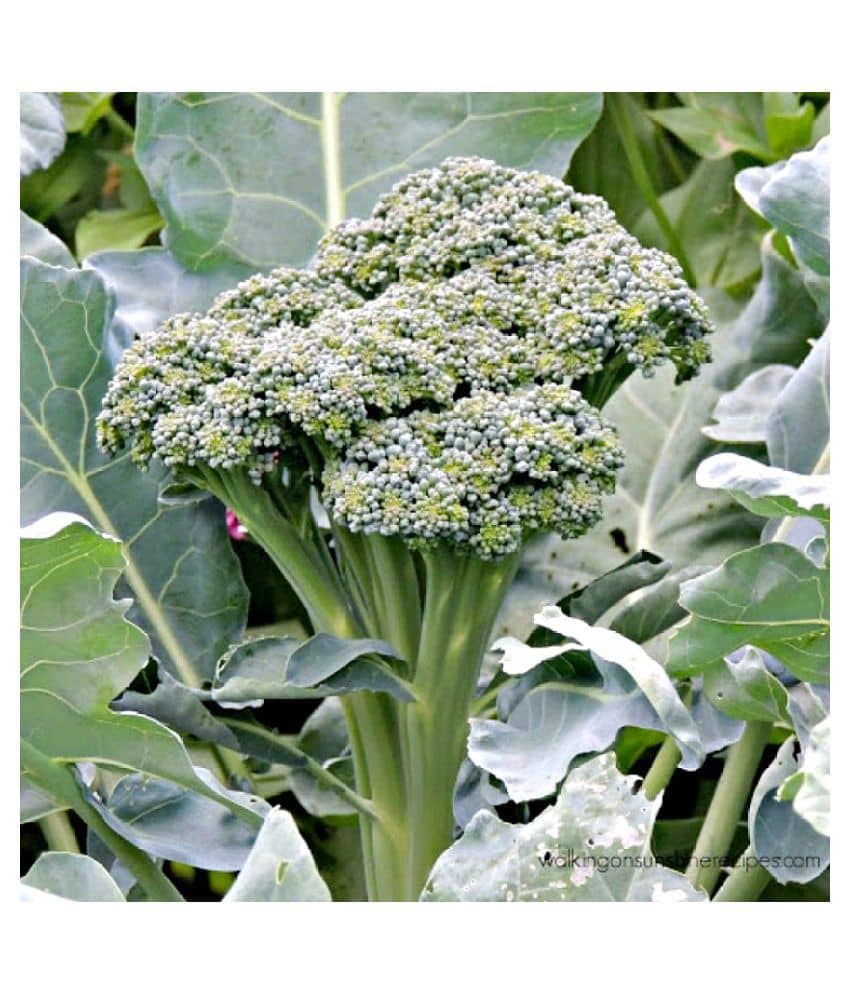 Broccoli hybrid seeds - 50 seed
