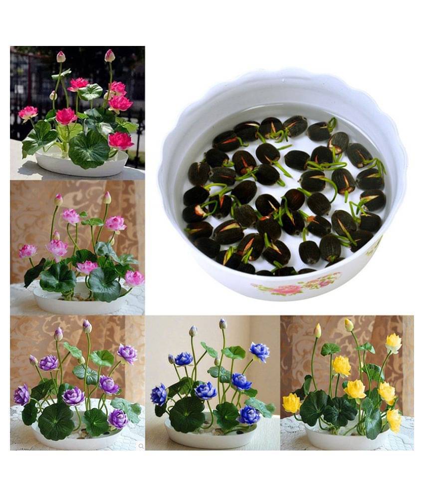     			Lotus Flower Seeds - 20 seed - Pink & White Colors Seeds For Home Garden - 20 Seeds + Instruction Manual