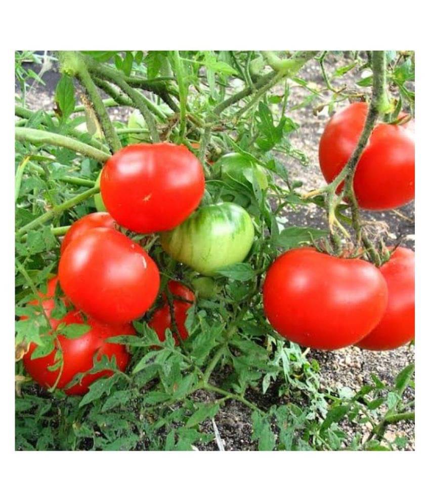     			Tomato Seed(50 per packet)