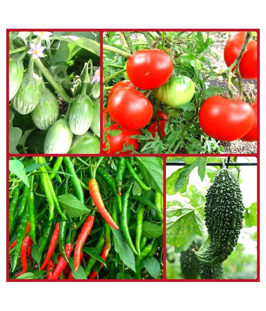 Vegetable Seeds combo for all Season - 40+ seed with Instruction Manual Vegetable Seeds combo for all Season - 40+ seed with Instruction Manual