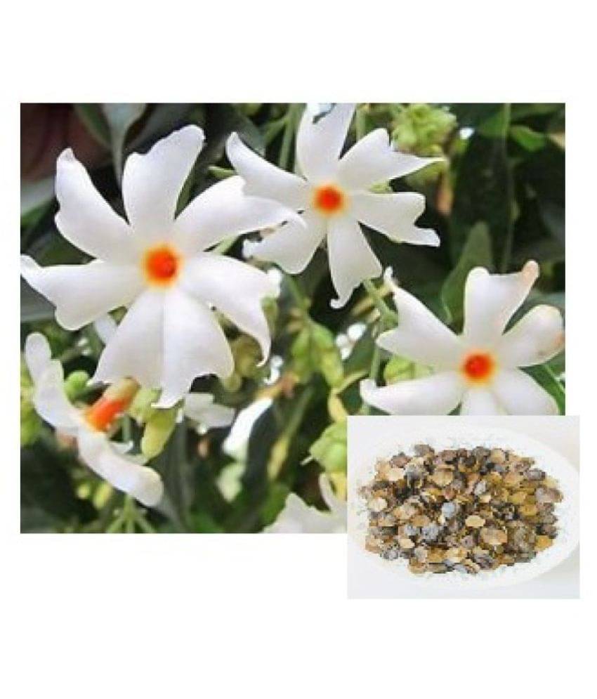 HAR SRINGAR PARIJAT FLOWER TREE SEEDS PACK 30 SEEDS WITH MANUAL HAR SRINGAR PARIJAT FLOWER TREE SEEDS PACK 30 SEEDS WITH MANUAL