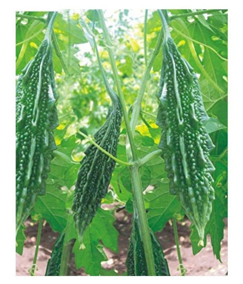 Climate Seeds -Bitter Gourd - Karela Seeds F1(20seeds)