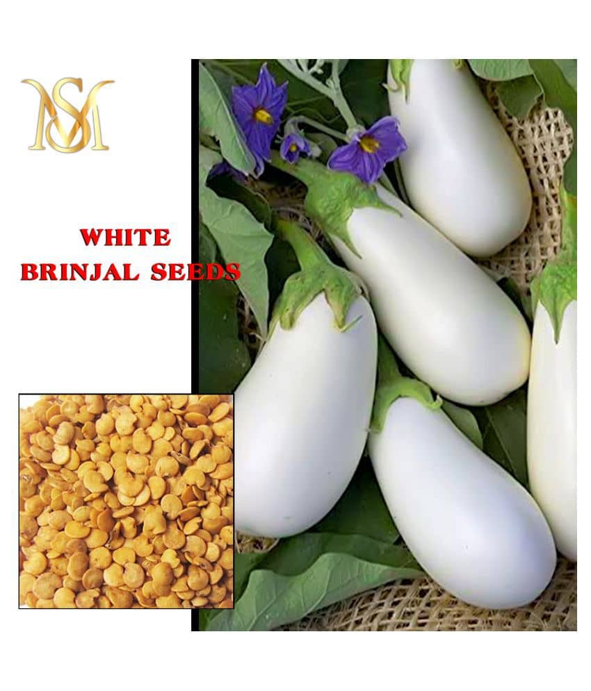 MS. Brinjal White long vegetable seeds