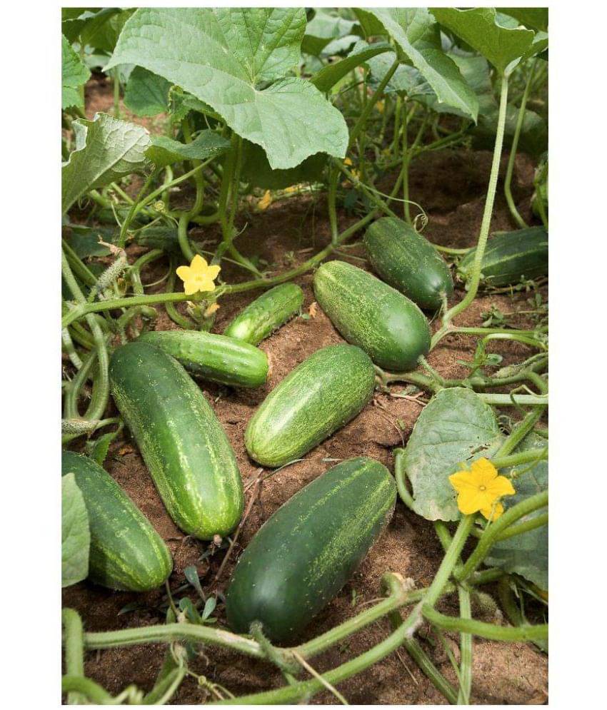     			CUCUMBER KHIRA 30 SEEDS PACK AND SOWING MANUAL