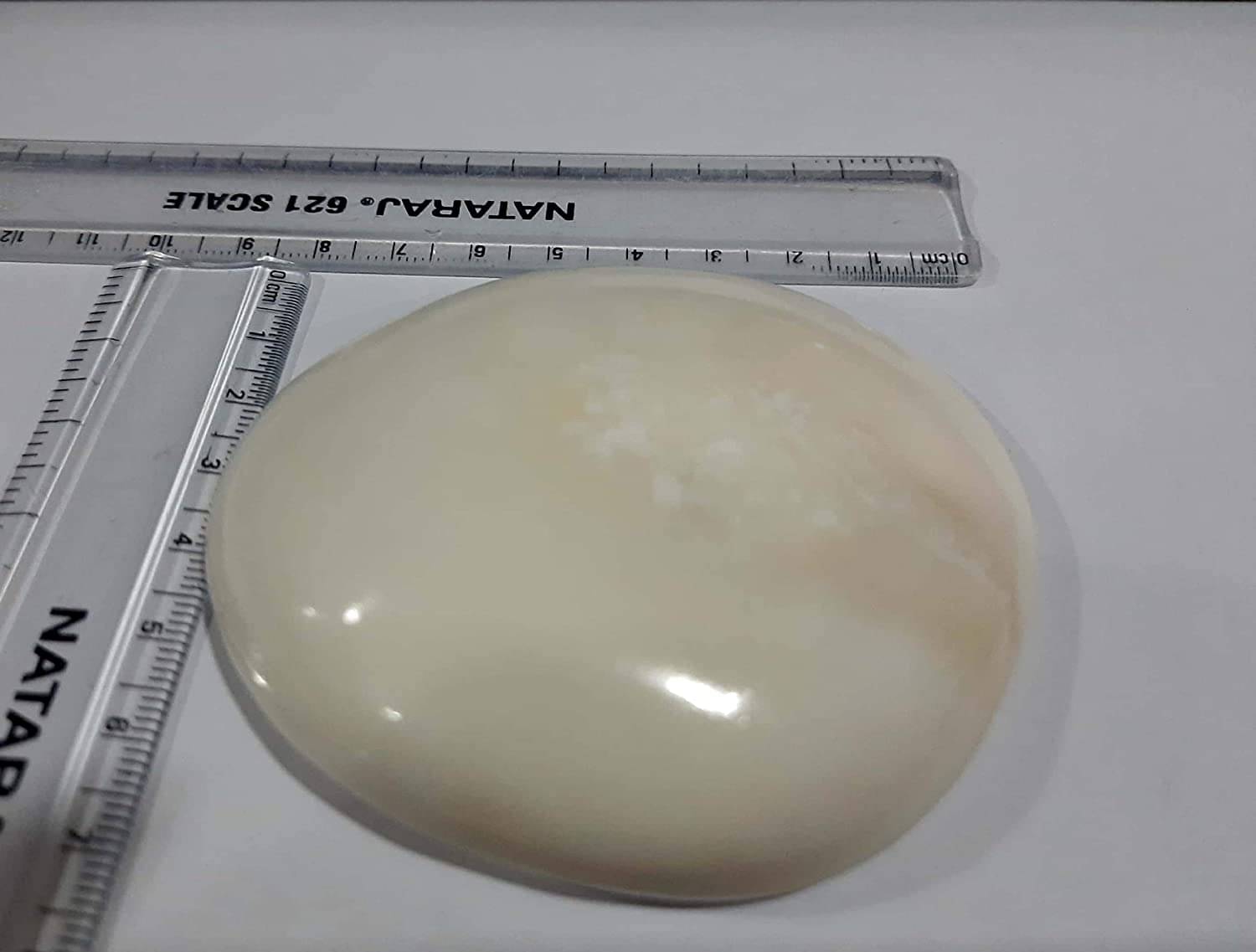     			Big Gomati Chakra - 1 Unit  - 8 Cms Approx - Rare