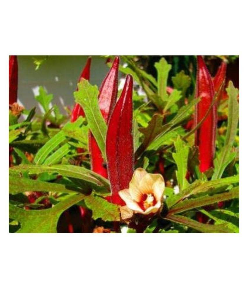     			Red Okra Bhindi Hybrid (Lady's Finger) pack of 30 seeds