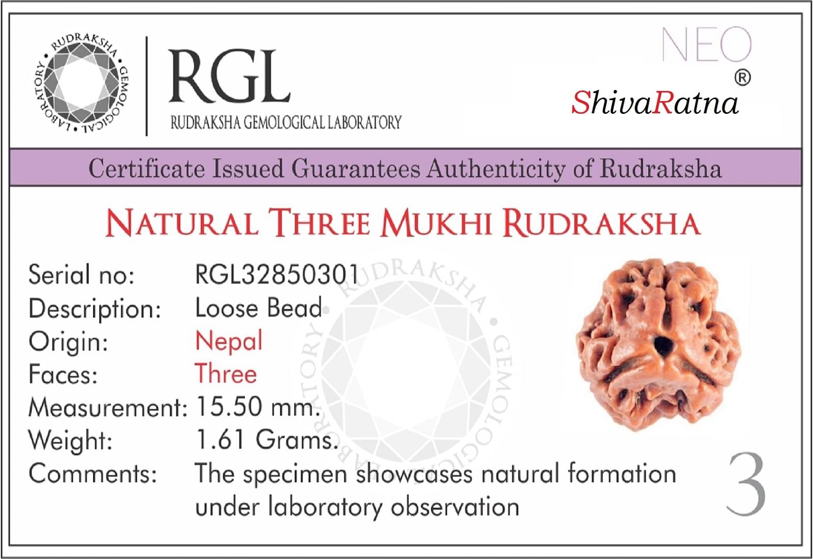 ShivaRatna 3 Mukhi Lab Certified Rudraksha (Origin - Nepal) Hand Picked Mature Bead ShivaRatna 3 Mukhi Lab Certified Rudraksha (Origin - Nepal) Hand Picked Mature Bead