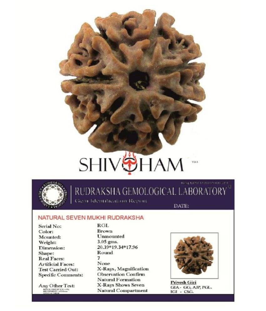 ShivaRatna 7 Mukhi Rudraksha Certified (Hand Picked Mature Nepali Bead ShivaRatna 7 Mukhi Rudraksha Certified (Hand Picked Mature Nepali Bead