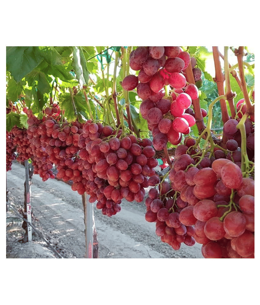 shivam organic seeds - Grapes Fruit ( 20 Seeds )