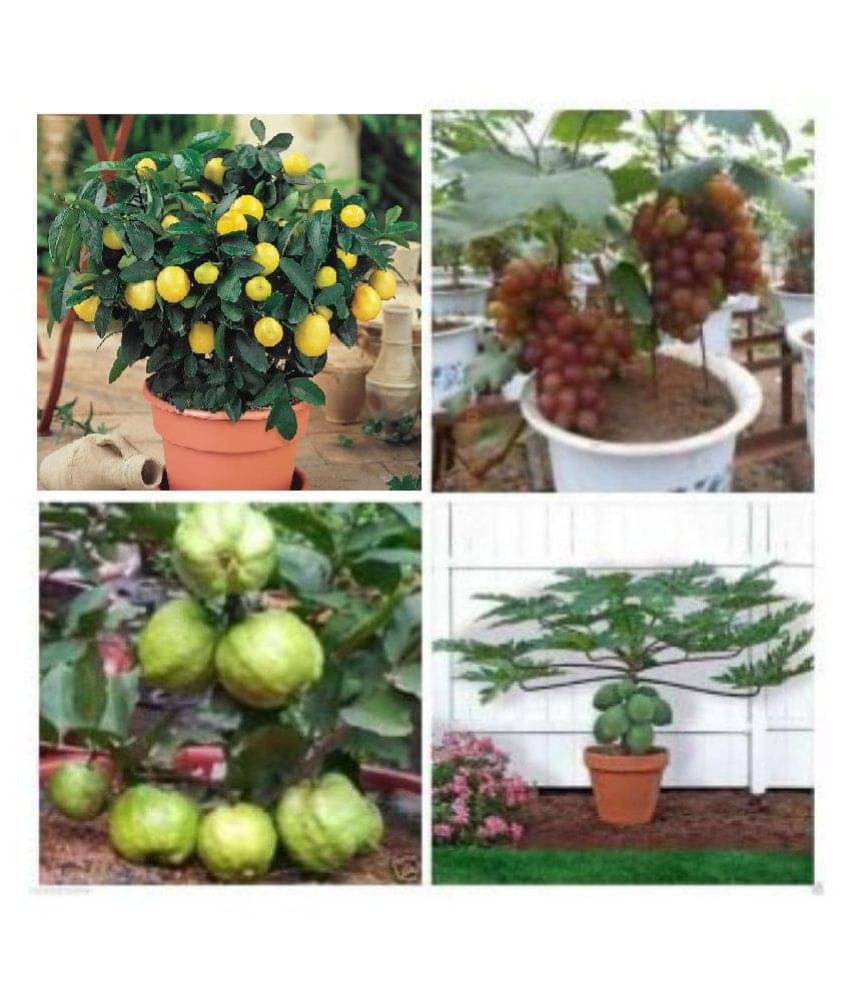 fruit seeds combo (lemon,grapes,papaya,guava) with instruction manual fruit seeds combo (lemon,grapes,papaya,guava) with instruction manual