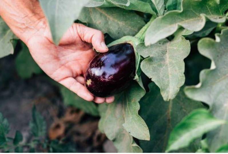 BLACK BRINJAL ROUND SEEDS ( Pack Of 100 Seeds ) BLACK BRINJAL ROUND SEEDS ( Pack Of 100 Seeds )