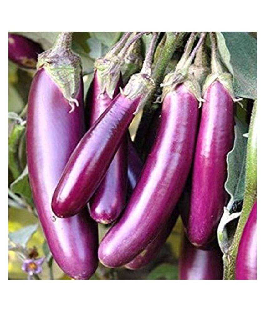 BRINJAL Purple Long Seed, F1 Hybride (50 seeds) BRINJAL Purple Long Seed, F1 Hybride (50 seeds)