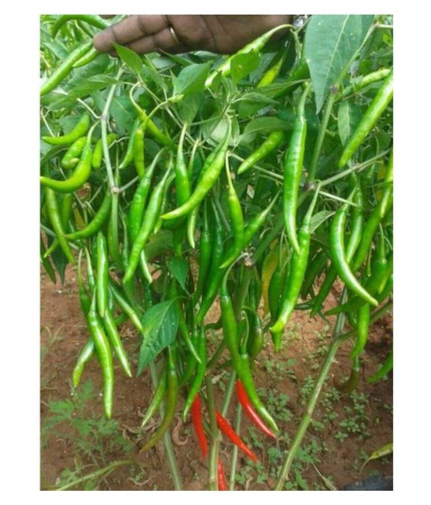 Green Hot Chilli Seed 100 Seed Pack + Instruction Manual Green Hot Chilli Seed 100 Seed Pack + Instruction Manual