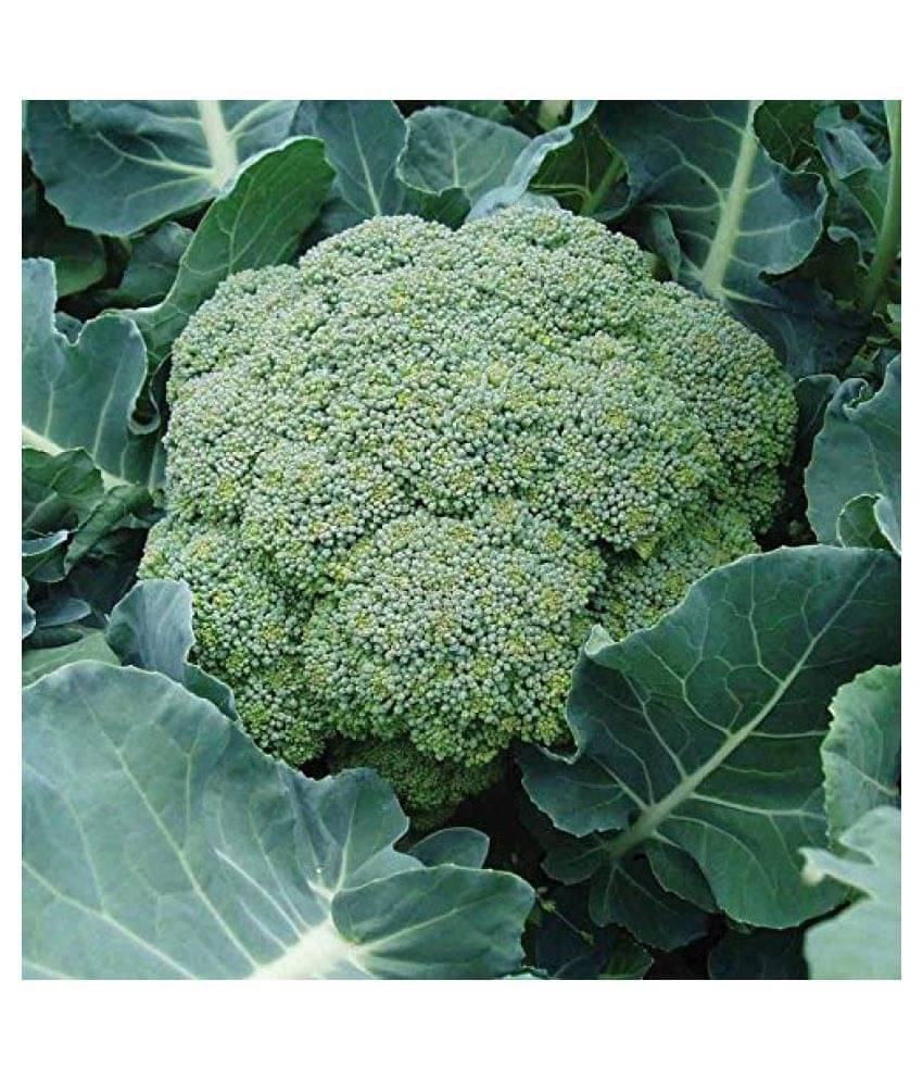 Broccoli Seeds, Non-GMO Broccoli Vegetable Gardening Seeds Pack of 50 Seeds + Instruction Manual Broccoli Seeds, Non-GMO Broccoli Vegetable Gardening Seeds Pack of 50 Seeds + Instruction Manual