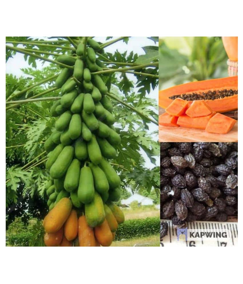 Garden plants Thai Papaya Organic Variety Dwarf Fruit - 50 Seeds