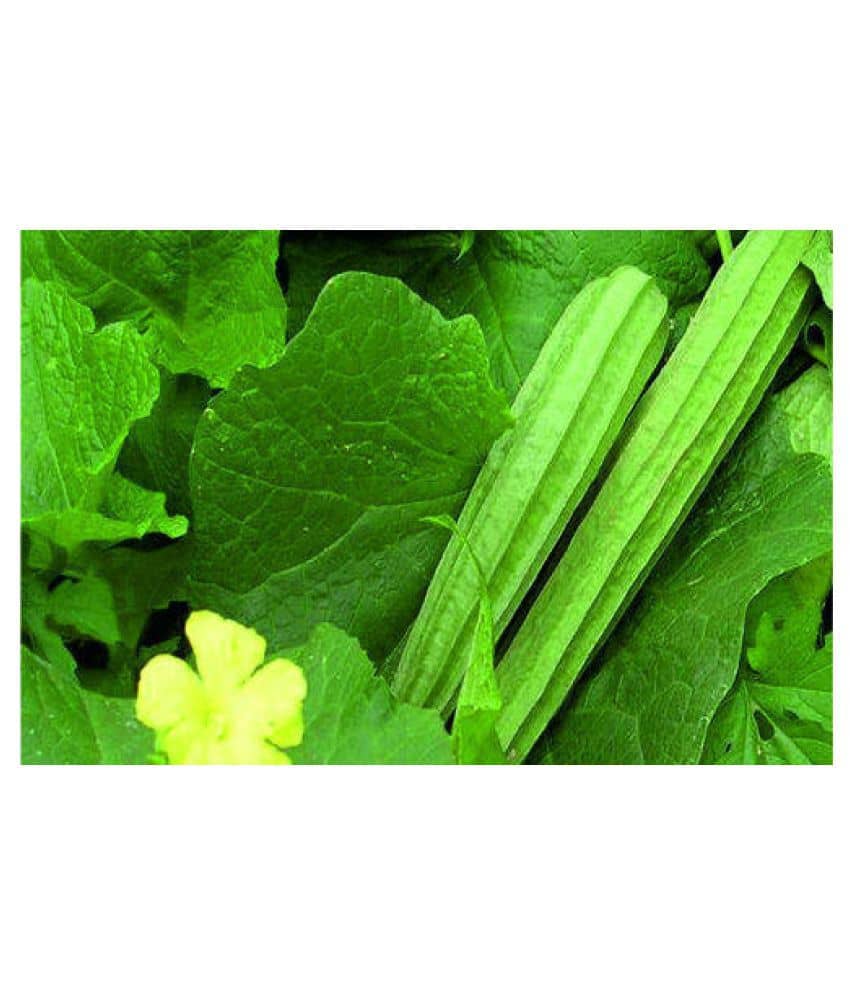 Ridge Gourd Organic Vegetable Seeds- 20+ Seeds | With Instruction Manual