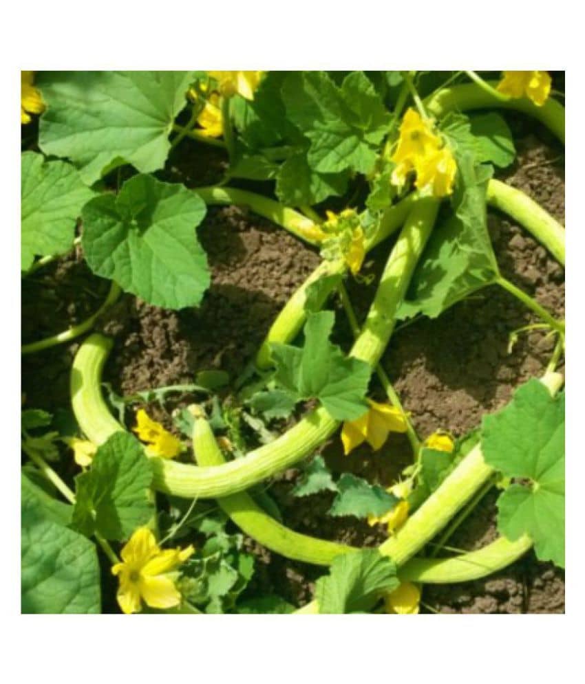 Joycity Long Melon Organic Vegetable Seeds- 100+ Seeds