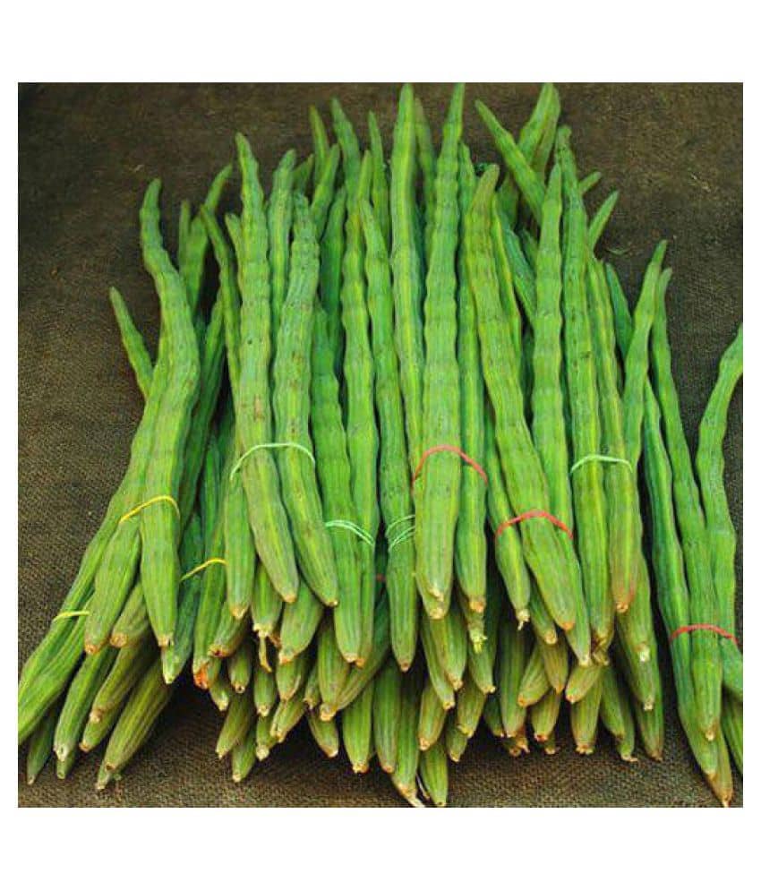 homeagro summer Moringa Drumstick Seeds - pack of 15 seeds