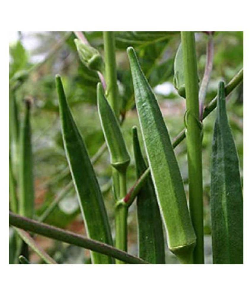 Vegetables Okra/Bhindi Hybrid Seeds - 50 seeds/Pack